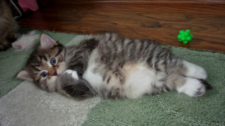 Котята Мейн кун