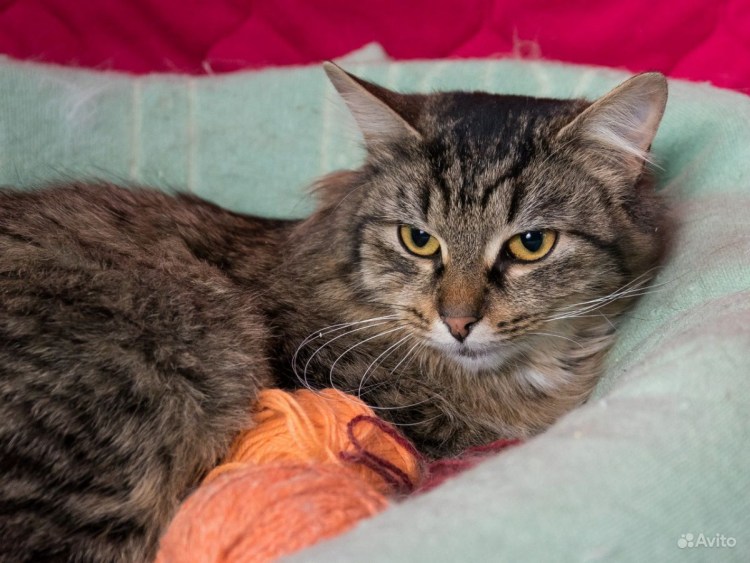 Адажио питомник сибирских кошек