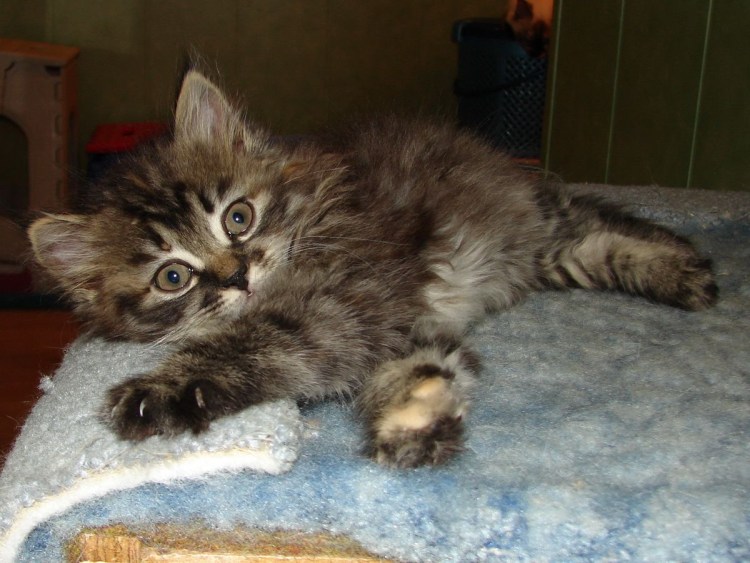 Чистопородные Сибирские котята