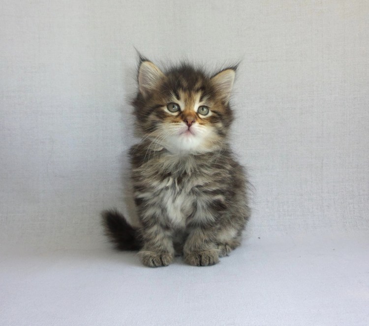 Котята метисы сибирской кошки