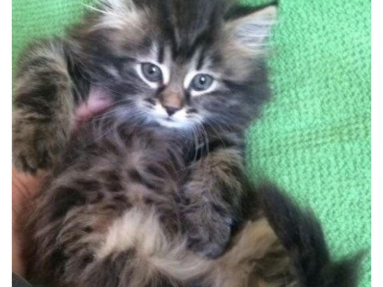 Сибирская кошка 1 год