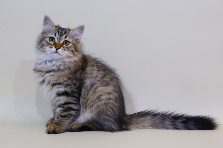 Черный мраморный с белым Сибирский кот