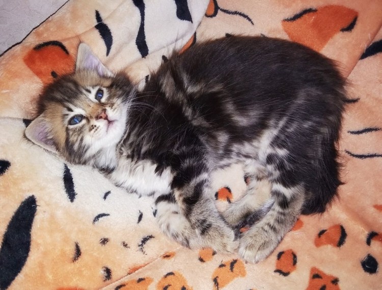 Сибирский голубой тигр кошка