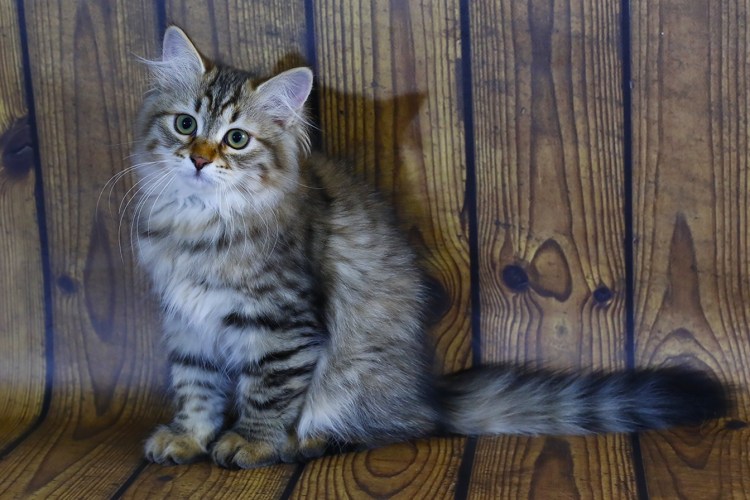 Сибирские коты питомник