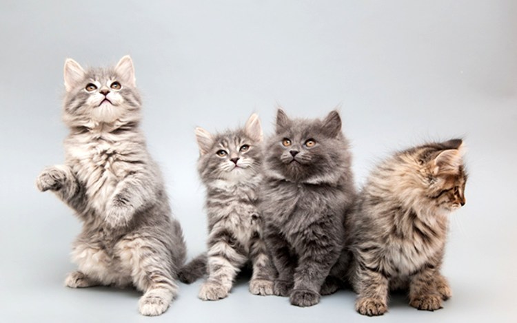 Сибирские котята