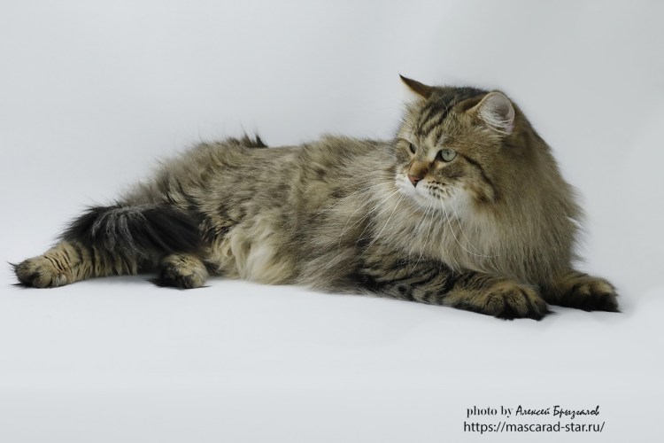 Сибирская кошка маленькая белая