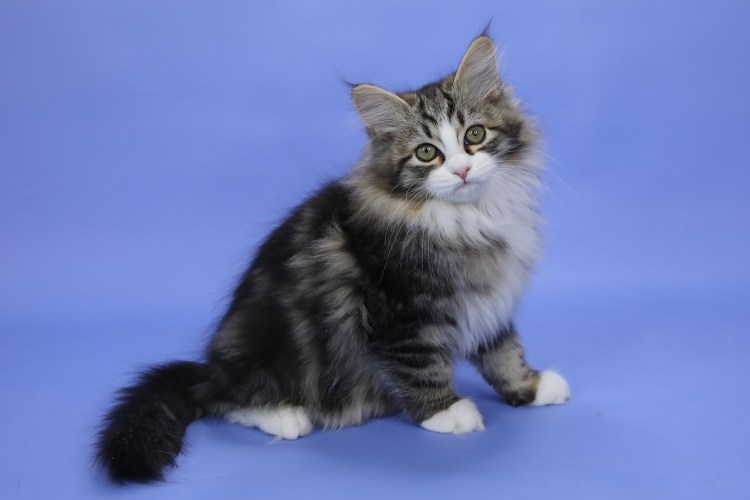 Сибирская кошка 2 месяца