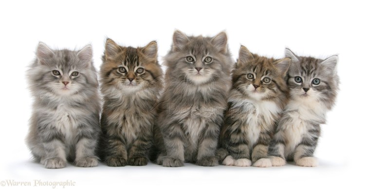 Котята кошки породы Сибирская кошка