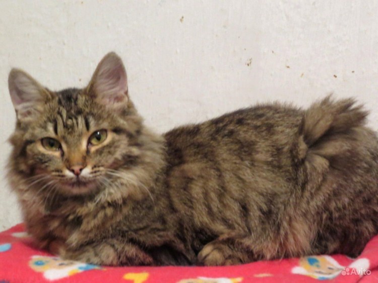 Сибирский кот 2 месяца