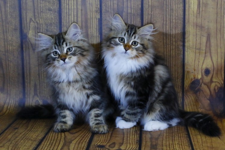 Сибирская кошка 2 месяца