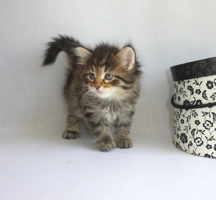 Клуб сибирских кошек Краснодар