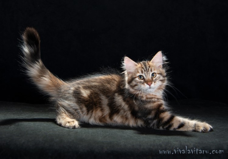 Сибирская кошка Размеры и вес