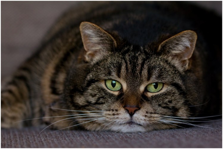 Большой полосатый кот