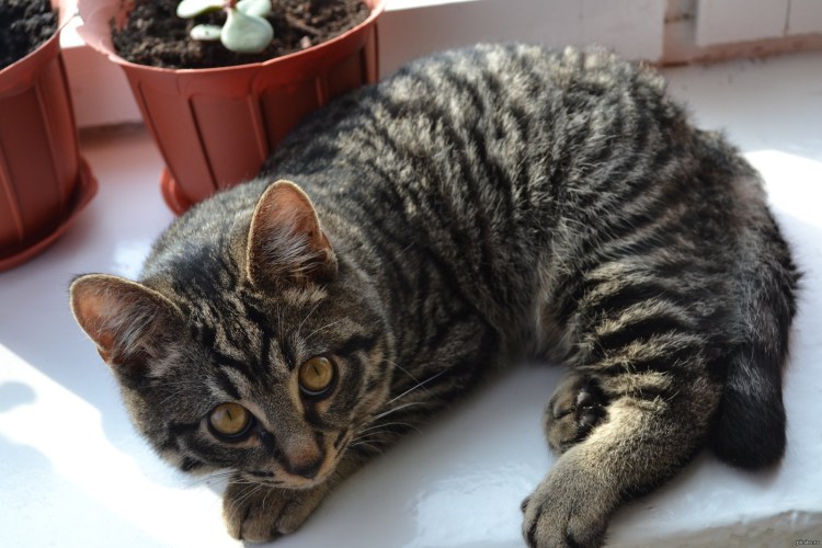 Шпротный кот