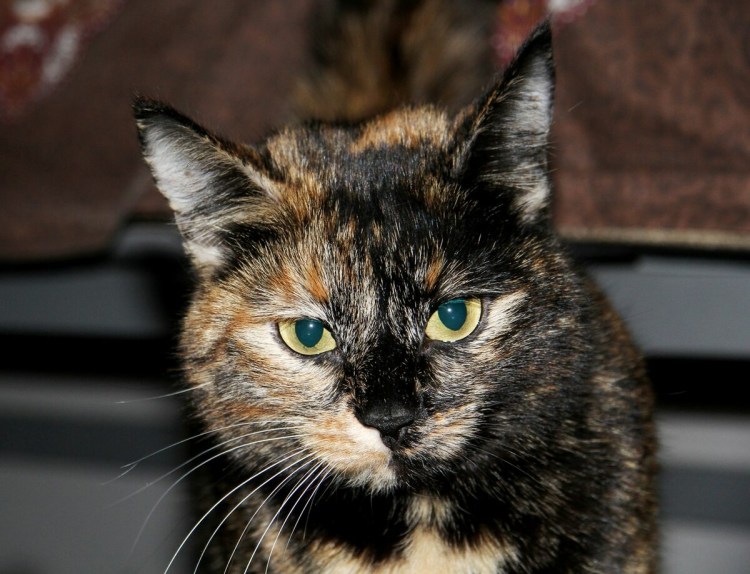 Кошка табби биколор