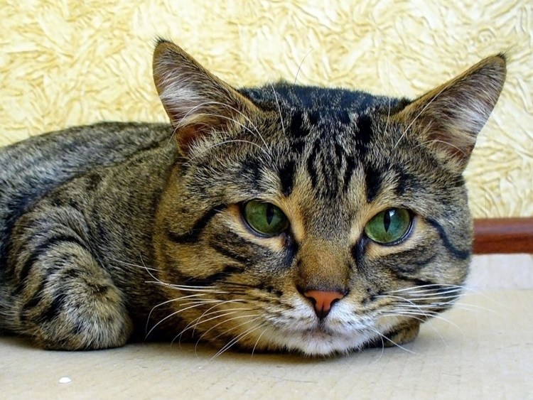 Шпротная кошка табби