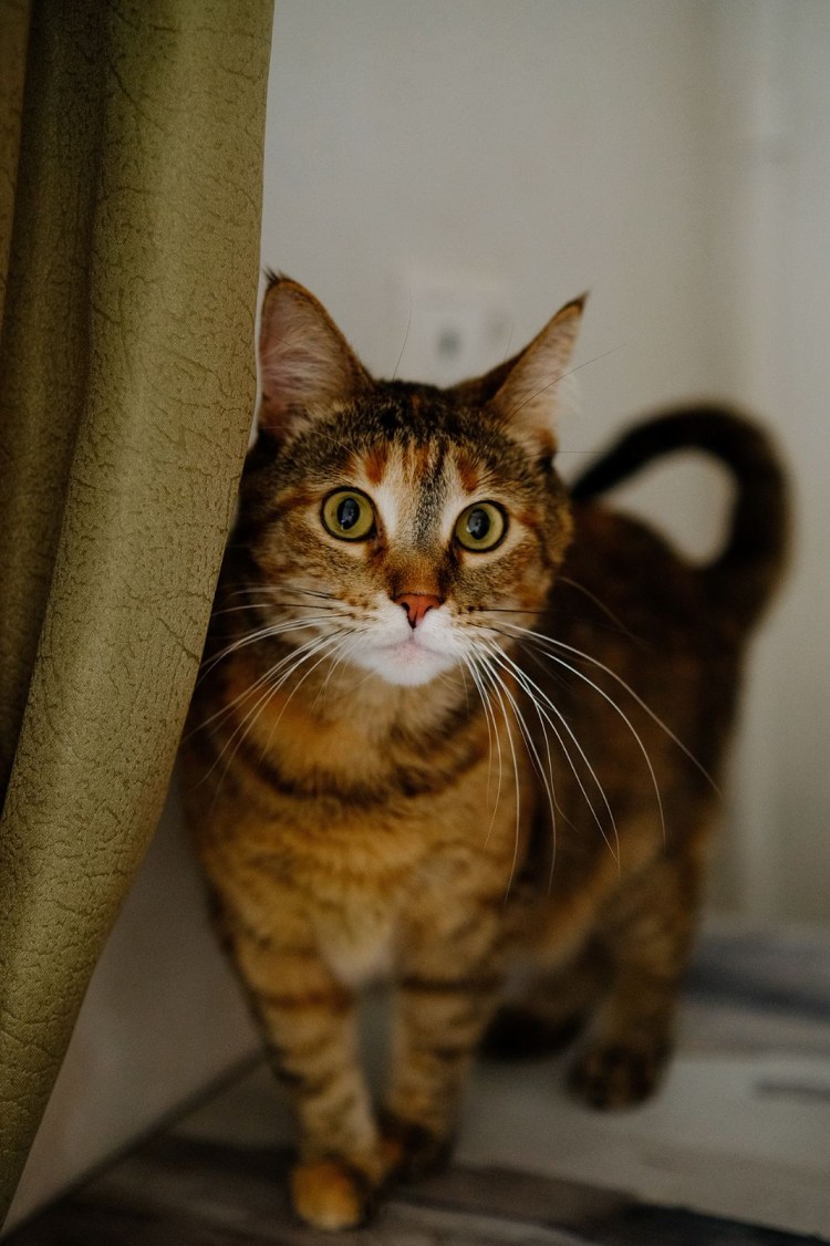 Шпротный котик красивый