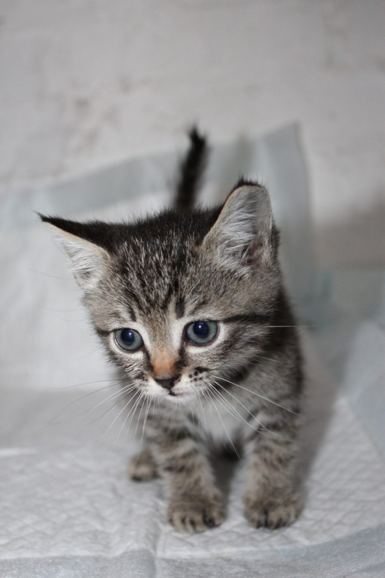 Тигровый полосатый котенок