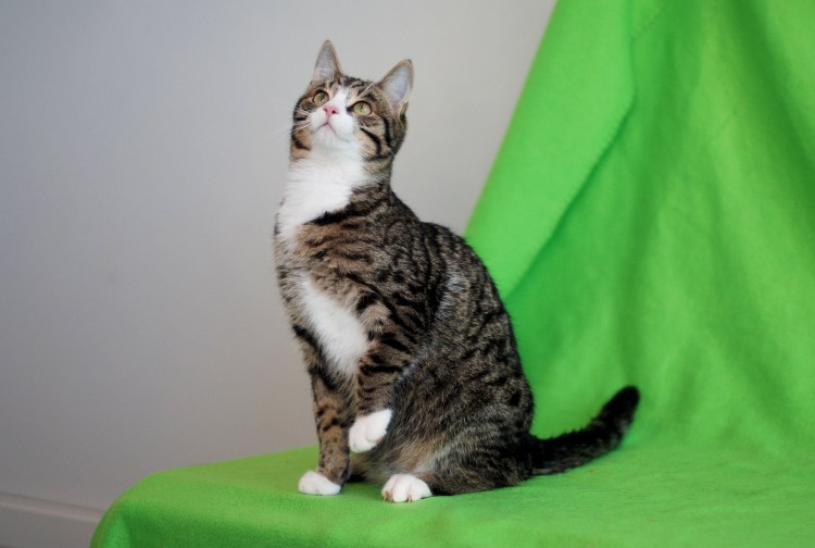 Азиатская табби кошка полосатая