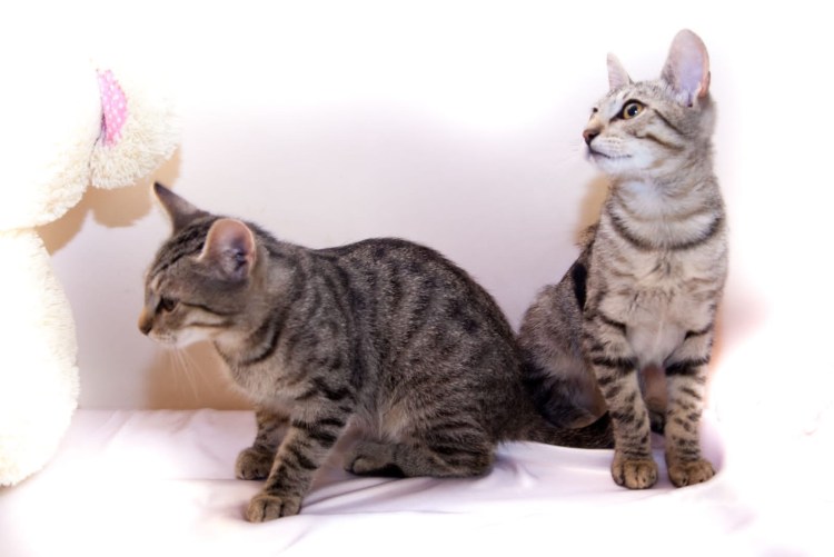 Окрас Химера у кошек