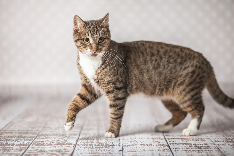 Кот шпротного окраса