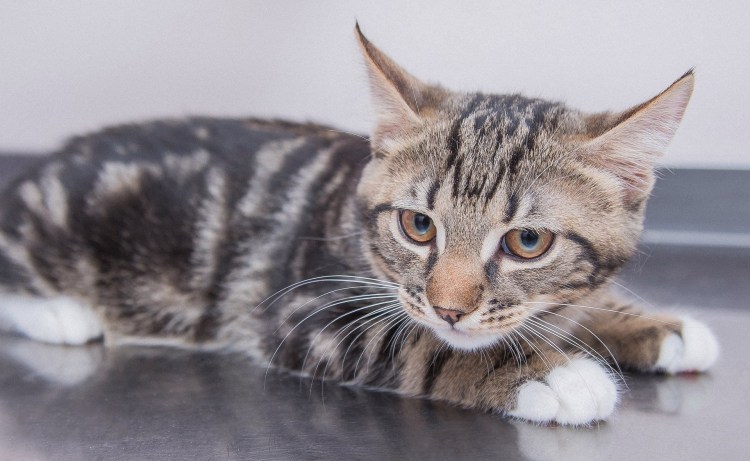 Европейский короткошерстный кот метис