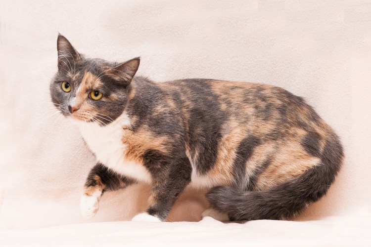 Полосатая кошка