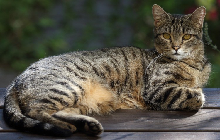 Мяуканье кошки слушать