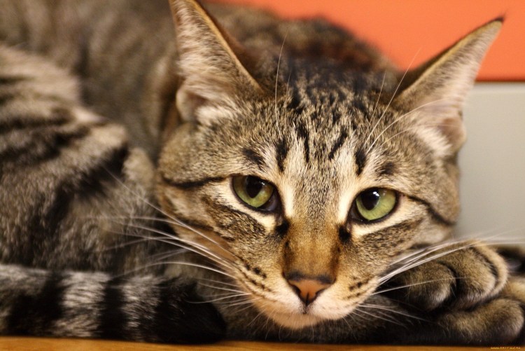 Кот серый мрамор