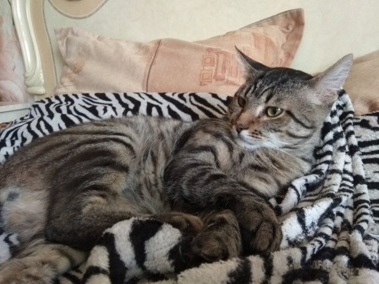 Кот в очках