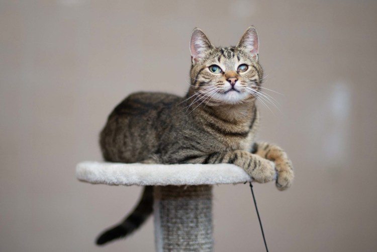 Шпротный кот