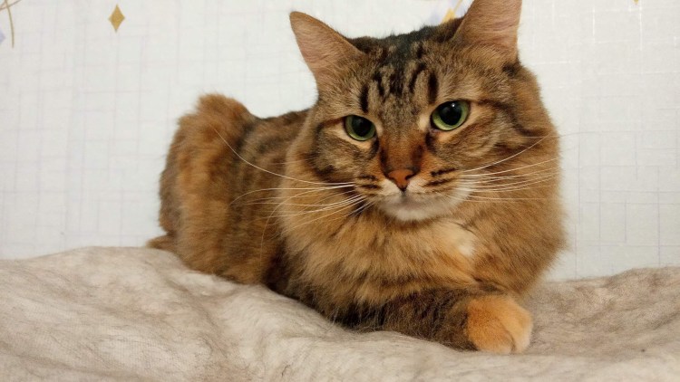 Шпротные котята