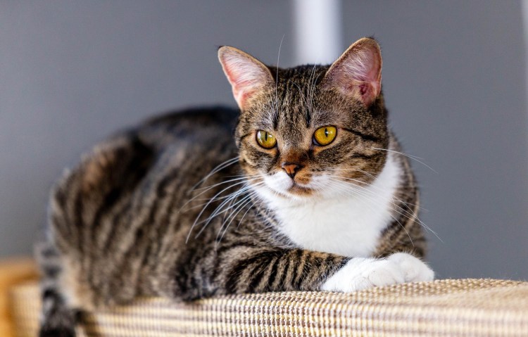 Кошечка Лиза