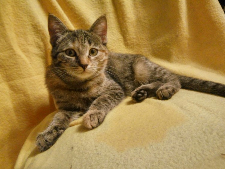 Кот Петрович