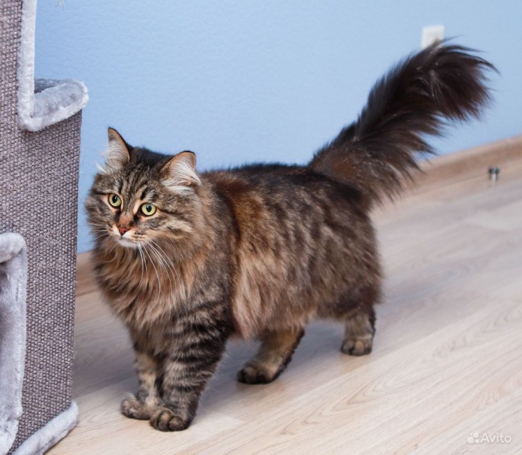 Шпротная кошка табби