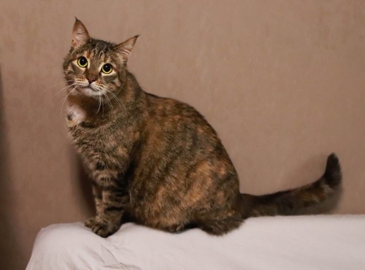 Шпротный котик