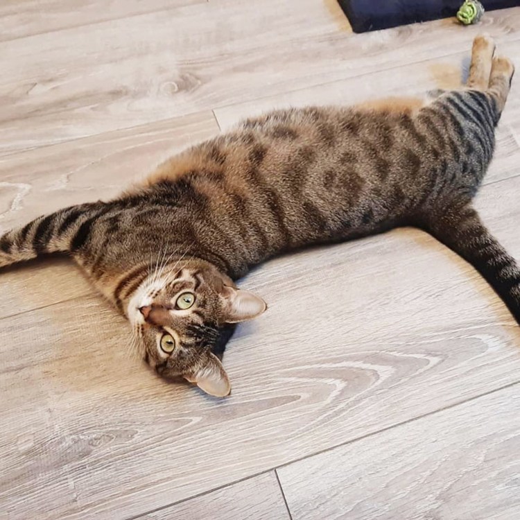 Коты шпротного окраса