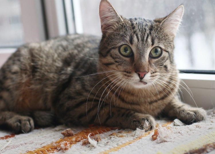 Шпротный кот