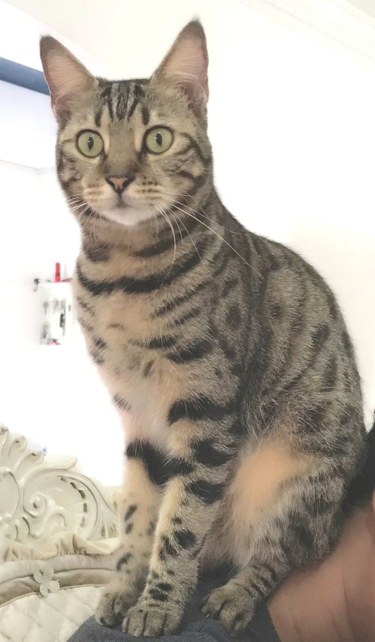 Европейская короткошерстная кошка табби