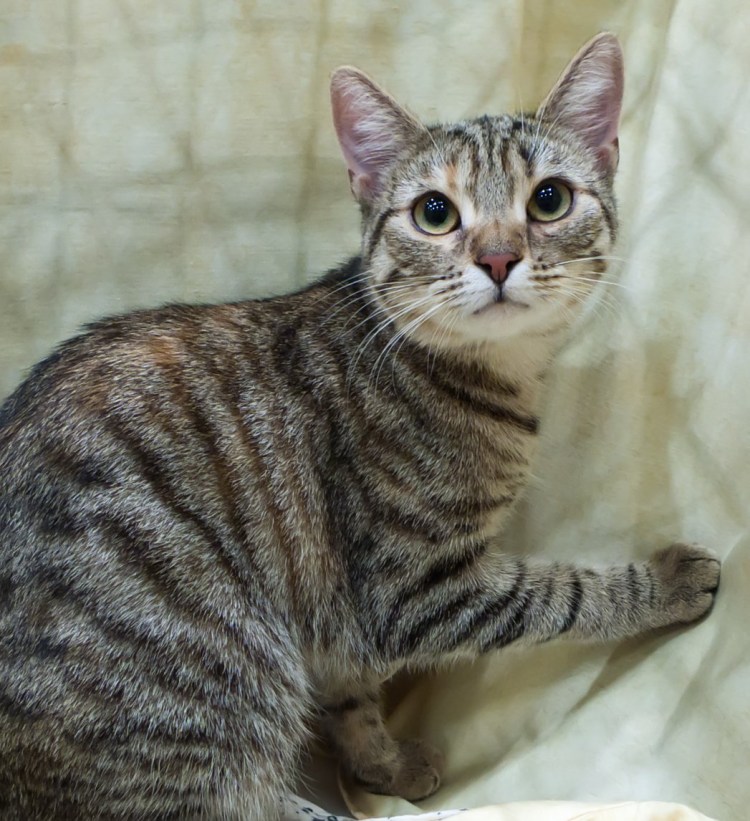 Коричневый полосатый кот