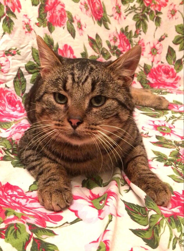 Кошка табби макрель