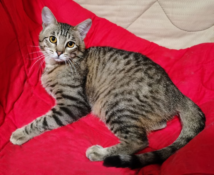 Кошка расцветки шпрота