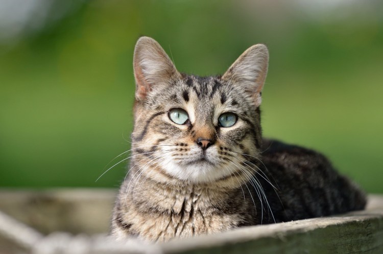 Посмотреть кутик.