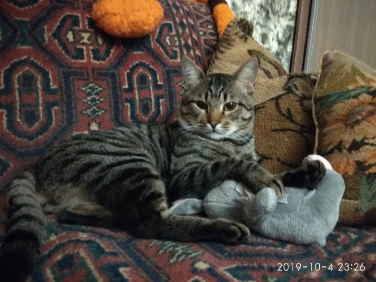 Шпротный кот