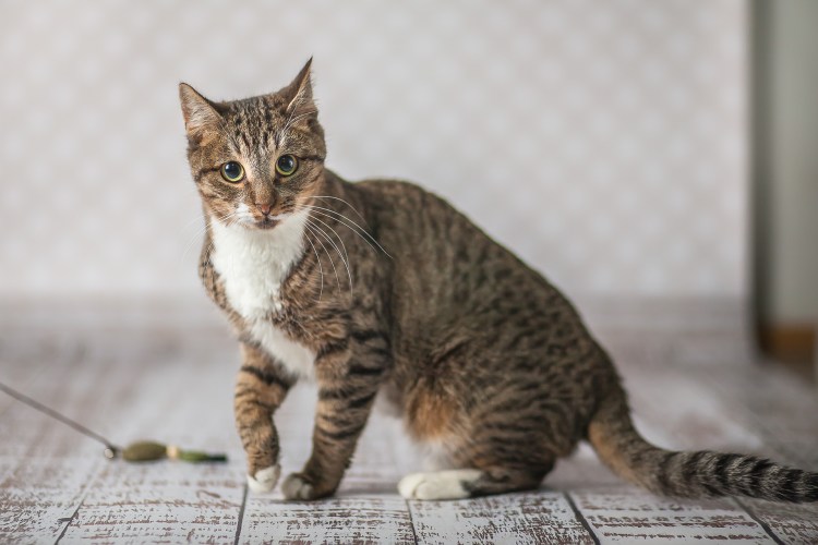 Табби макрель тигровый