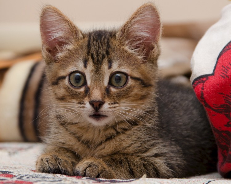 Мраморный табби европейская короткошерстная