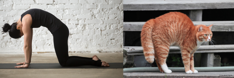 Марджариасана поза кошки