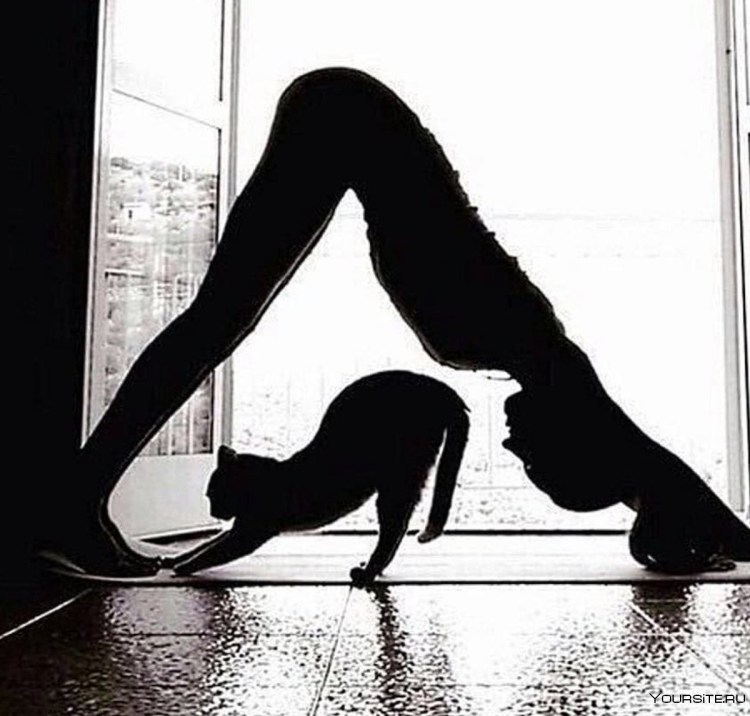 Кошка в грациозной позе