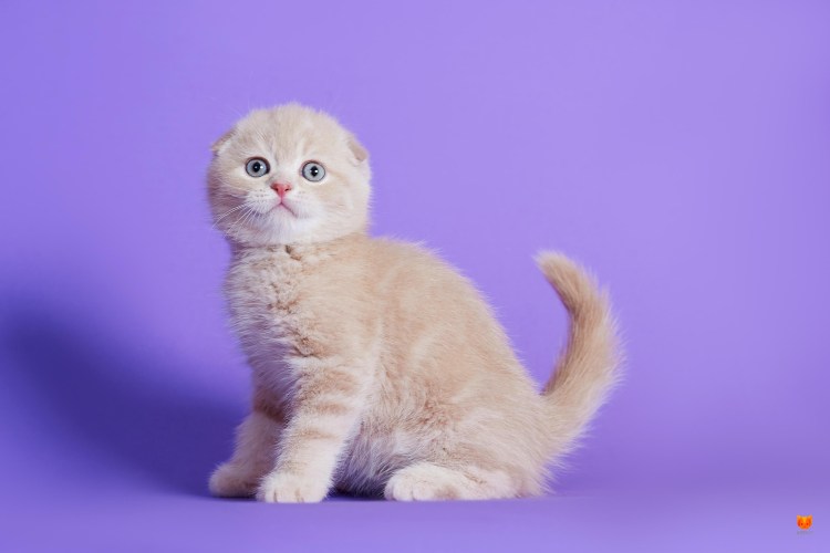 Шотландский скоттиш страйт персиковый