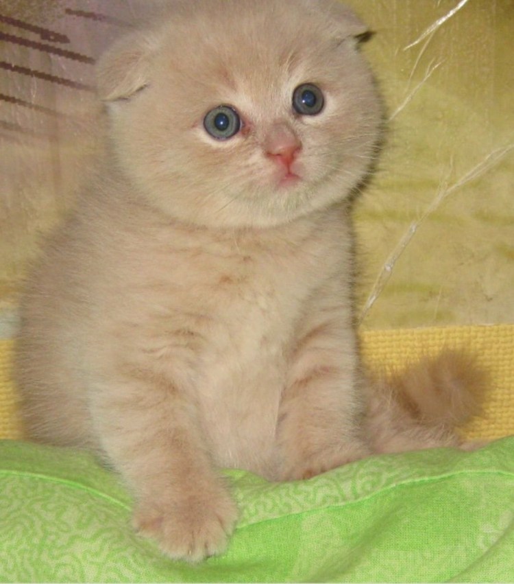 Шотландский скоттиш фолд персиковый